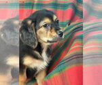Small #1 Dachshund Mix