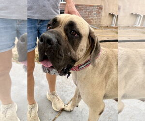 Mutt Dogs for adoption in Goodyear, AZ, USA