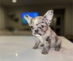 Puppy Tiny French Bulldog