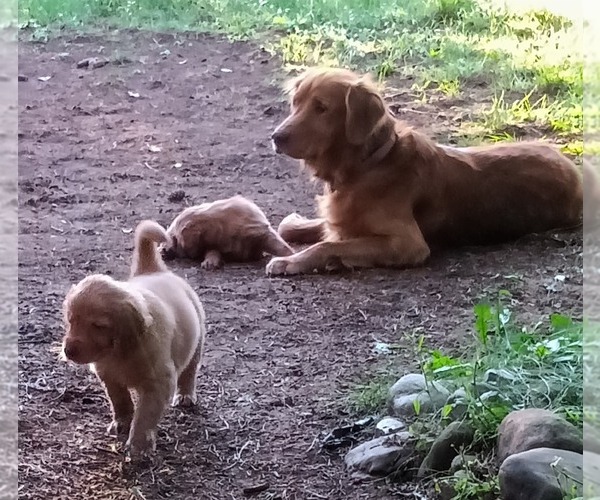 Medium Photo #5 Golden Retriever Puppy For Sale in NORDLAND, WA, USA