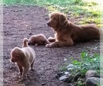 Small #4 Golden Retriever