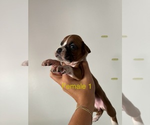 Medium Boxer