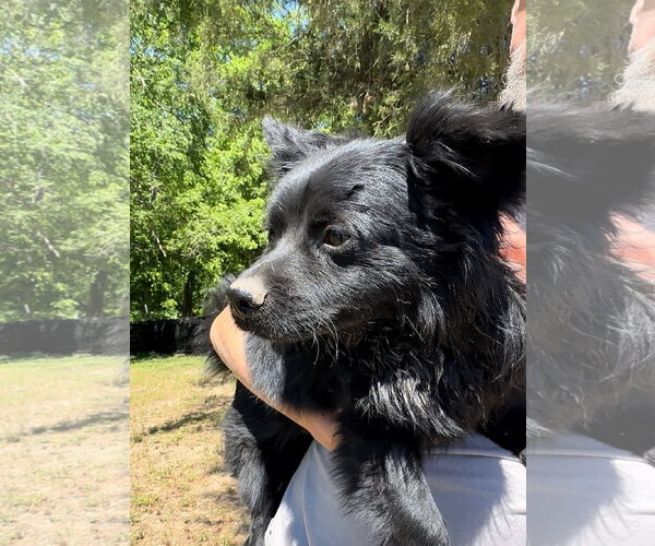 Medium Photo #3 Pomeranian-Unknown Mix Puppy For Sale in Thomasville, NC, USA