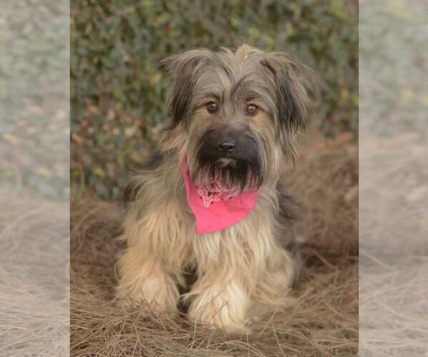 Medium Photo #2 Mutt Puppy For Sale in Dana Point, CA, USA