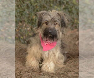 Ella and Shelby - Female Mutt Dog for Adoption - Photo #2