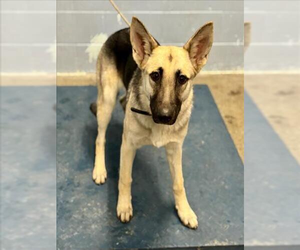 Medium Photo #1 German Shepherd Dog Puppy For Sale in Woodland, CA, USA