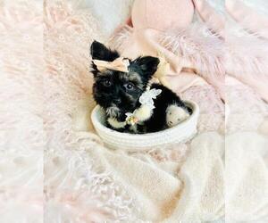 Biewer Terrier Puppy for sale in PEMBROKE PINES, FL, USA