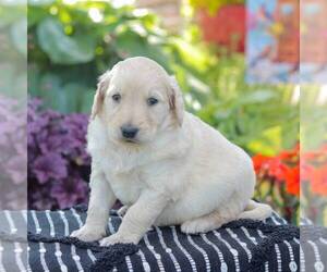 Goldendoodle Puppy for Sale in NEW ENTERPRISE, Pennsylvania USA