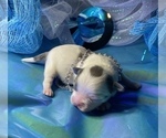 Small Photo #6 Bullhuahua-Chihuahua Mix Puppy For Sale in RAWSONVILLE, MI, USA