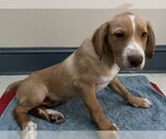 Small #3 Mutt