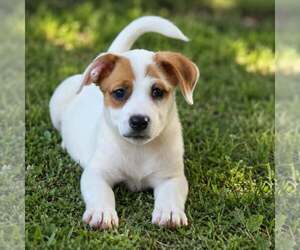 Labrador Retriever-Unknown Mix Dogs for adoption in Oakhurst, NJ, USA