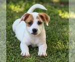 Small Labrador Retriever Mix