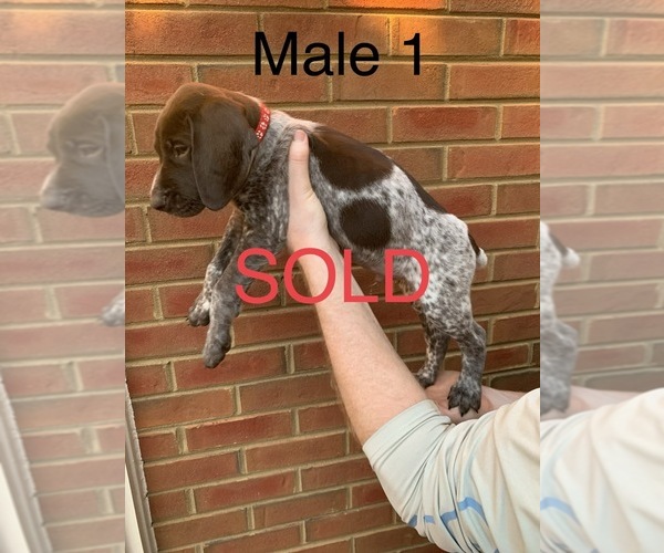 Medium Photo #26 German Shorthaired Pointer Puppy For Sale in MARIETTA, GA, USA