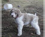 Small Photo #9 Labradoodle Puppy For Sale in COLORADO SPRINGS, CO, USA