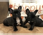 Small Photo #1 French Bulldog Puppy For Sale in PARAGOULD, AR, USA