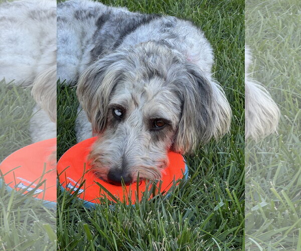 Medium Photo #6 Poodle (Standard)-Unknown Mix Puppy For Sale in Wakefield, RI, USA