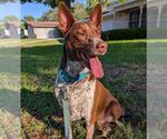 Small #1 Blue Lacy Mix