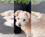 Small Mutt