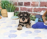 Small #2 Schnauzer (Miniature)