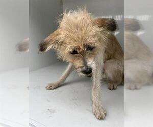 Cairn Terrier-Unknown Mix Dogs for adoption in Houston, TX, USA