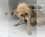 LORI - Female Cairn Terrier-Unknown Mix Dog for Adoption - Small photo