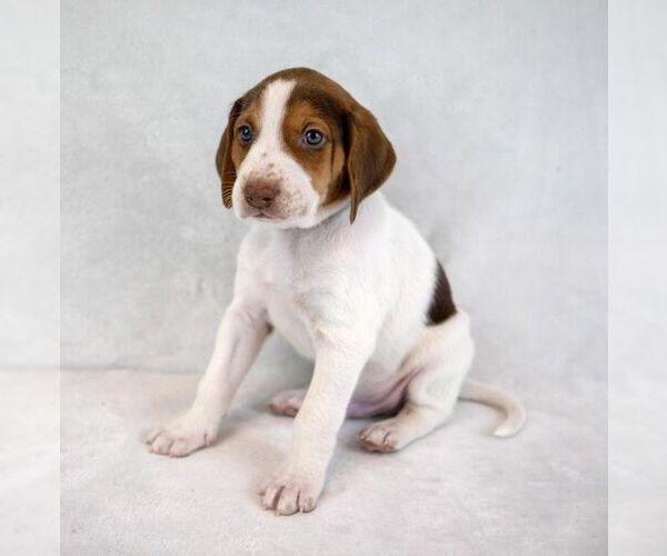 Medium Photo #5 Mutt Puppy For Sale in Kennesaw, GA, USA