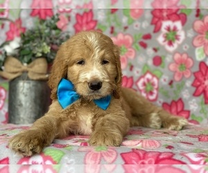 Goldendoodle Puppy for sale in LANCASTER, PA, USA