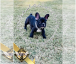 Small Photo #1 French Bulldog Puppy For Sale in HARRISON, TN, USA