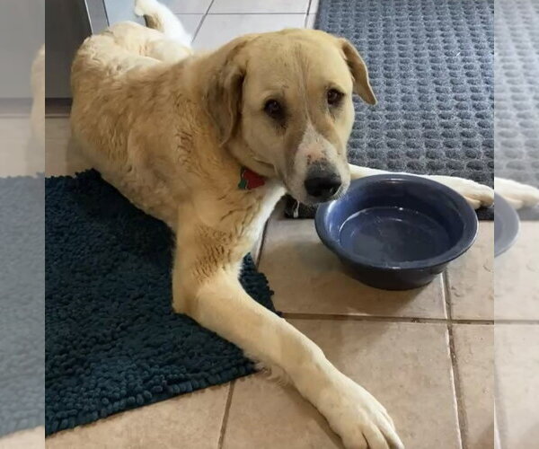 Medium Photo #3 Anatolian Shepherd Puppy For Sale in Minneapolis, MN, USA