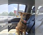 Small Border Collie Mix