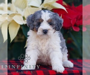 Bernedoodle (Miniature) Puppy for sale in LEOLA, PA, USA