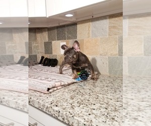 French Bulldog Puppy for sale in HOUSTON, TX, USA