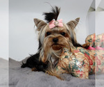 Small #3 Yorkshire Terrier