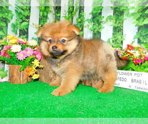 Pomeranian Puppy for sale in HAMMOND, IN, USA