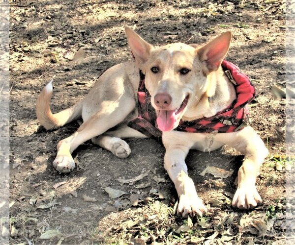 Medium Photo #5 Catahoula Leopard Dog-Huskies  Mix Puppy For Sale in Godley, TX, USA
