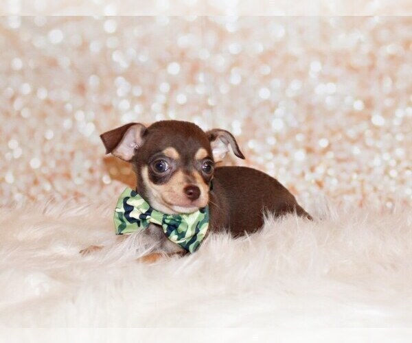 Medium Photo #108 Chihuahua Puppy For Sale in CHARLESTON, AR, USA