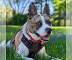 Small #40 Catahoula Leopard Dog Mix