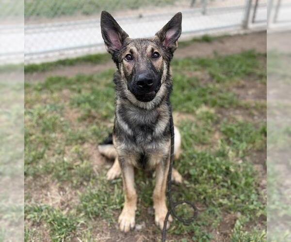 Medium Photo #1 German Shepherd Dog Puppy For Sale in Modesto, CA, USA