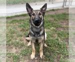 Small German Shepherd Dog
