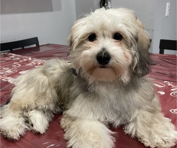 Medium Photo #9 Maltipoo (Miniature) Puppy For Sale in PALMDALE, CA, USA