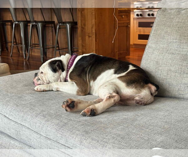 Medium Photo #2 Bulldog Puppy For Sale in St. Louis Park, MN, USA