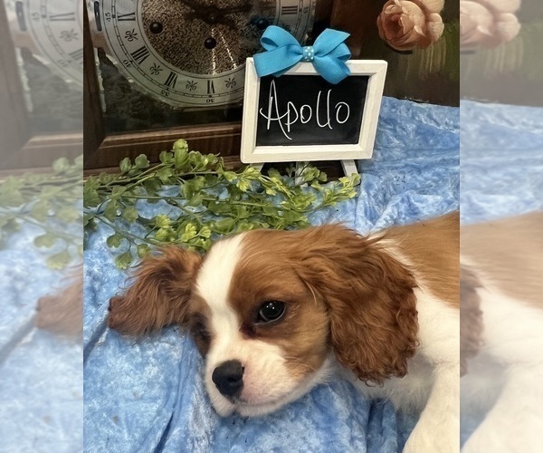 Medium Photo #4 Cavalier King Charles Spaniel Puppy For Sale in ABILENE, TX, USA