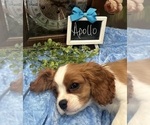 Small #3 Cavalier King Charles Spaniel