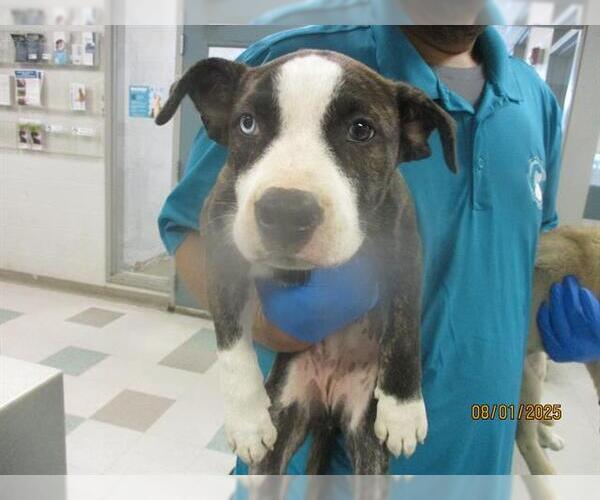 Medium Photo #1 Staffordshire Bull Terrier-Unknown Mix Puppy For Sale in Oklahoma City, OK, USA