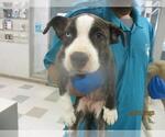 Small Staffordshire Bull Terrier Mix