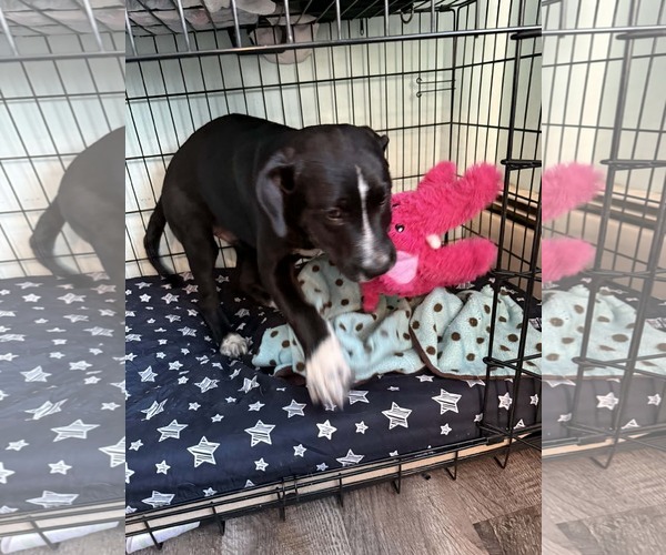 Medium Photo #1 Labrador Retriever-Unknown Mix Puppy For Sale in Mechanicsburg, PA, USA