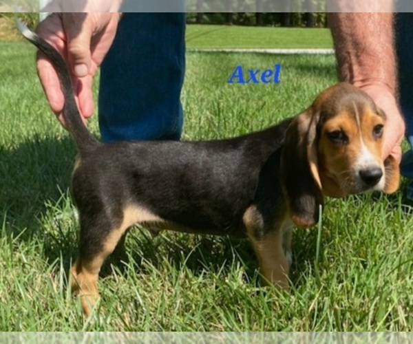 Medium Photo #1 Beagle Puppy For Sale in BOWLING GREEN, KY, USA