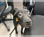 Small #11 American Pit Bull Terrier-Labrador Retriever Mix