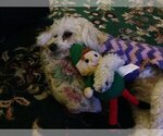 Small Photo #1 Poodle (Toy) Puppy For Sale in ROHNERT PARK, CA, USA
