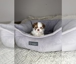 Small #9 Shih Tzu